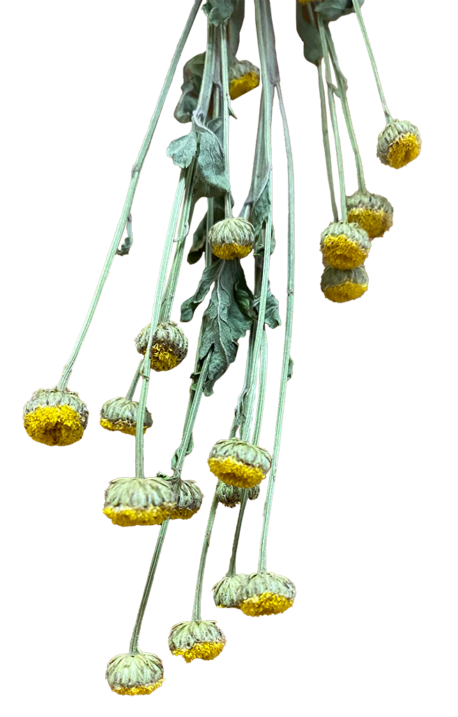 Several stalks of feverfew flowers hanging upside down to dry out.